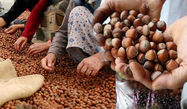 Fındıkta yeni sezon bekleyişi: Gözler taban fiyatta