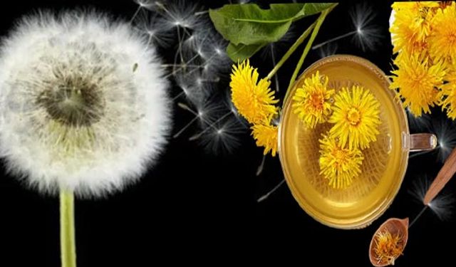 Karahindiba nedir? Faydaları nelerdir?