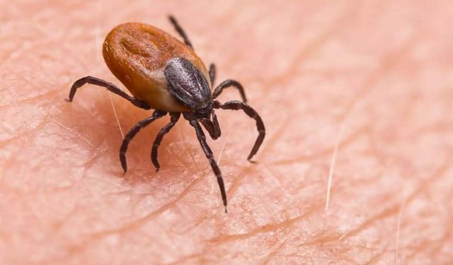 Kene bir can daha aldı:  3 çocuk babası hayatını kaybetti