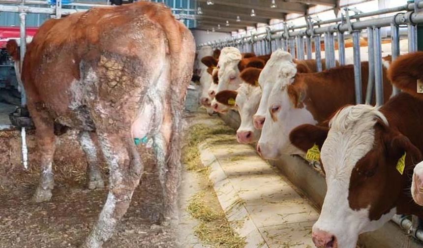 Hayvanlarda şap hastalığı nedir belirtileri nelerdir?