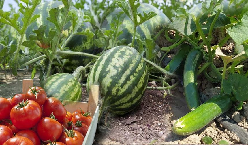 Şahinbey Belediyesinin desteğiyle hasat zamanı başladı