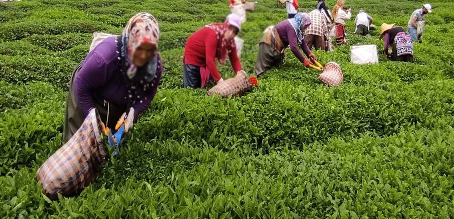 Çay Fiyatlarına Çaykurdan Zam