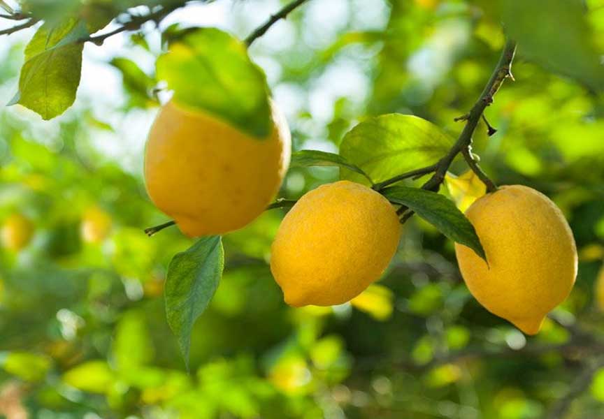 Canan Karatay: Limonu kabuğuyla kullanmayın!