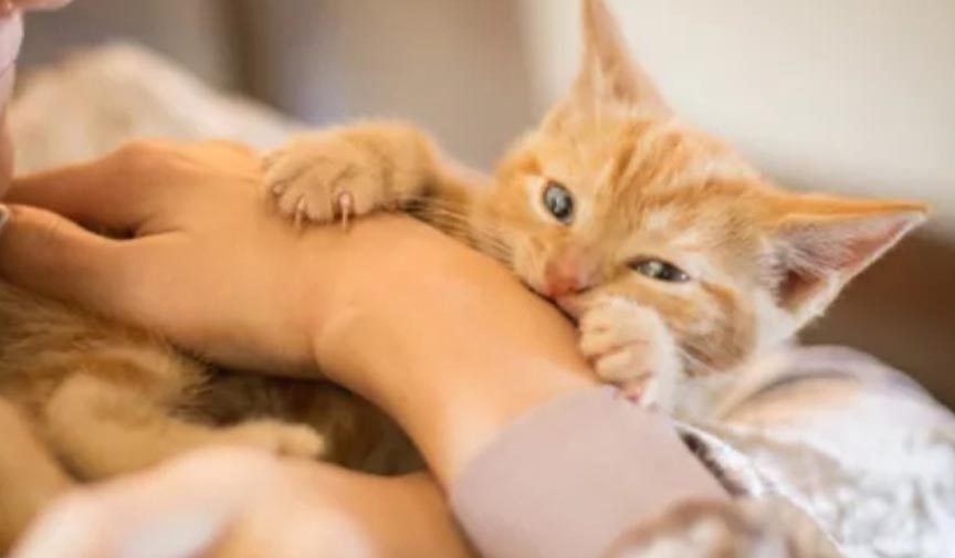 kedi ruya yorumlar